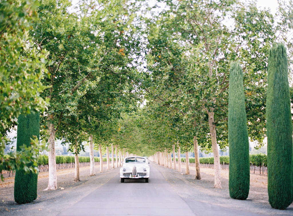 photograph of beaulieu gardens driveway in napa by film photographer
