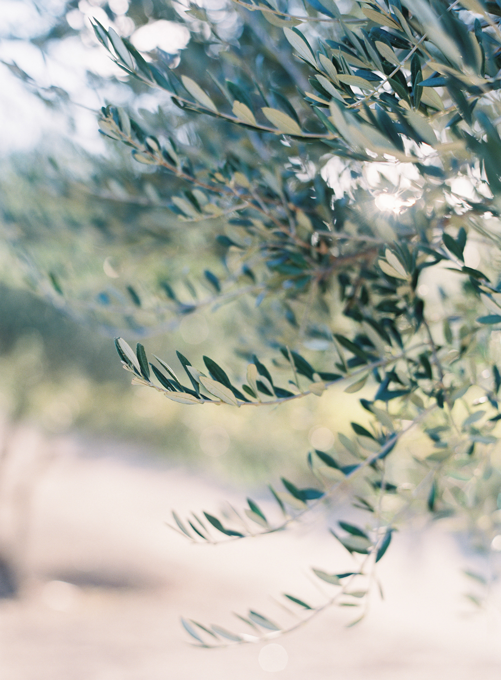 a film photograph of light shining through the leaves of an olive tree in Napa Valley, California Wine Country. 
